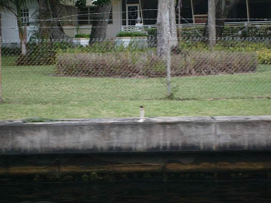 Iguanas lounge on the seawall
Hard to see but there is an iguana on top of the wall to the left
