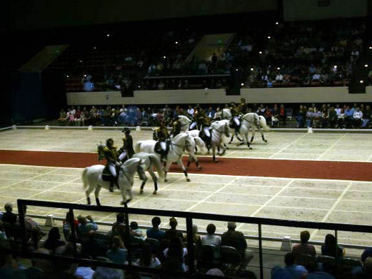Lipizzaner Stallions performance in Lakeland
I caught the Lipizzaners while in Wauchula. Their winter training headquarters are nearby in Myakka. Any Thursday or Friday you can watch them train in Myakka free around 3pm. I caught this show in Lakeland as they started their 2009 tour. Only the males perform. Mares are used to continue the breed and as excellent carriage horses. The mares have a different center of gravity so are unable to perform the movements as well as the stallions.
