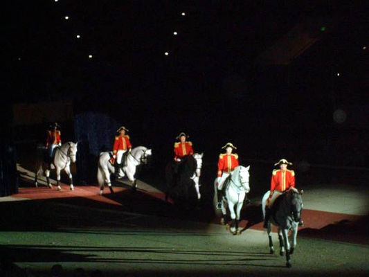 Some of the horses are American bred while others are from the official breeding farm for the Spanish Riding School in Vienna.
