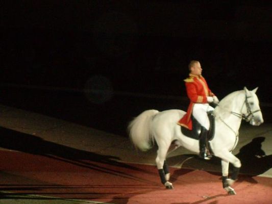Lipizzaners010.jpg