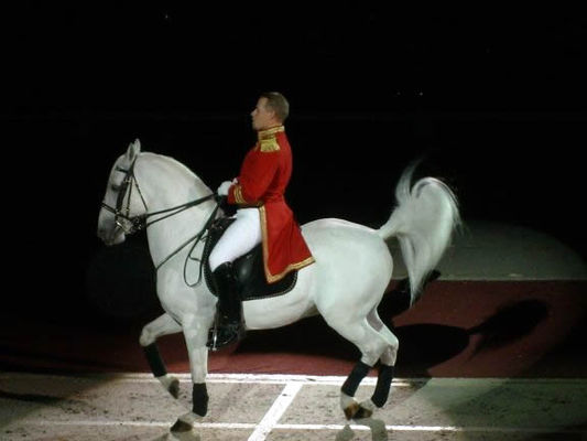 Lipizzaners011.jpg