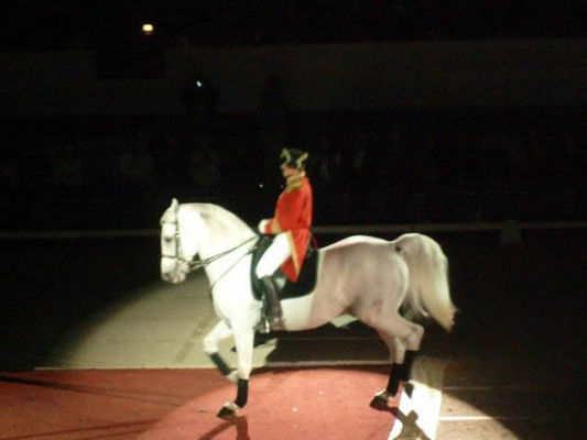 Lipizzaners013.jpg
