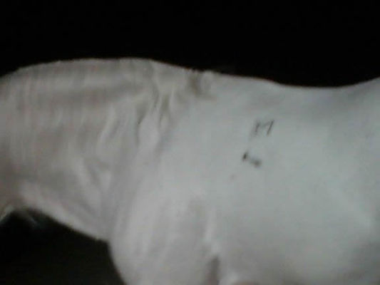 Lipizzaner tattoos
The Austrian bred Lipizzaners are the most tattooed horses in the world. The tattoos show parentage and registry number. Their are only 6 lines of parentage. The M denotes his mother's line.
