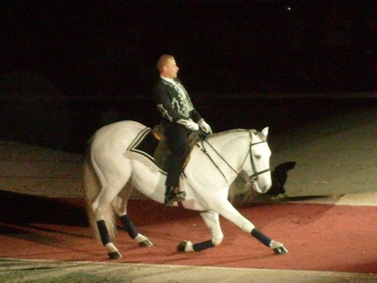 Lipizzaners028.jpg