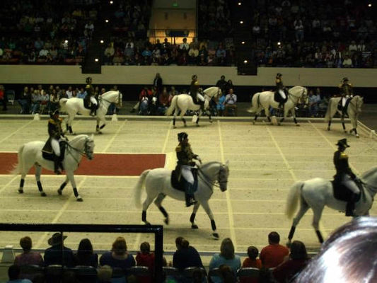 Lipizzaners037.jpg