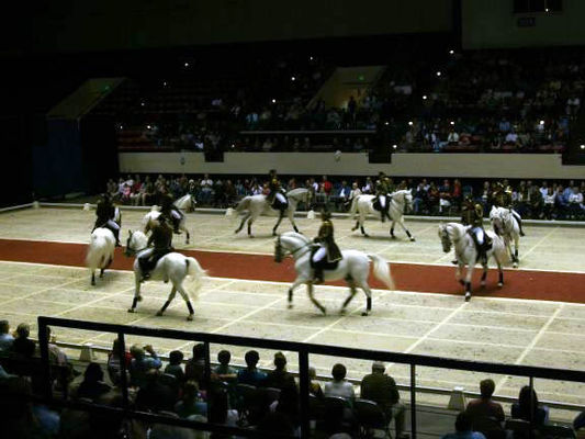 Lipizzaners038.jpg