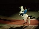 Lipizzaners021.jpg