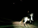 Lipizzaners025.jpg