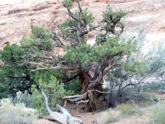 Funky trees
