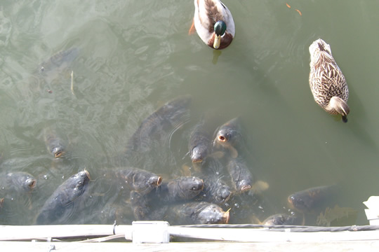 Feeding the fat fish and ducks at Broadway on the Beach

