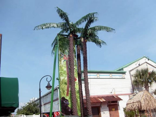 Woohoo! A chance to climb a palm tree at Broadway by the Beach

