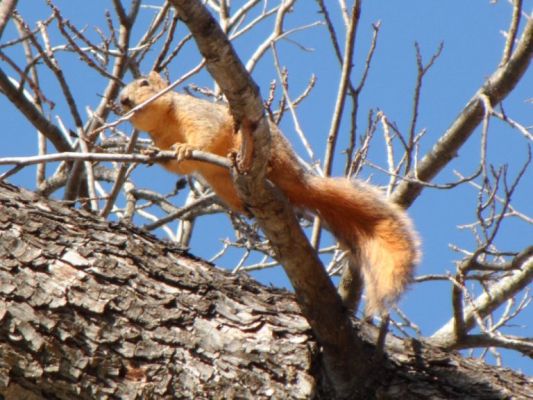 Squirrel talking to some friends
