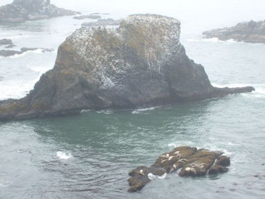 Birds nesting around Yaquina Head
