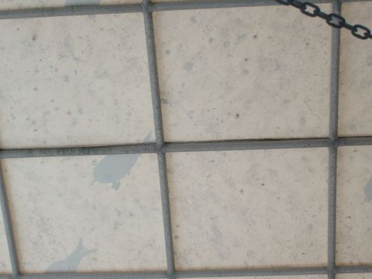 Seagulls all over our roof
