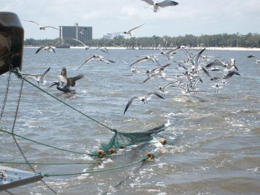 Seagulls follow the boat in high hopes and peck at the net as it comes back in.
