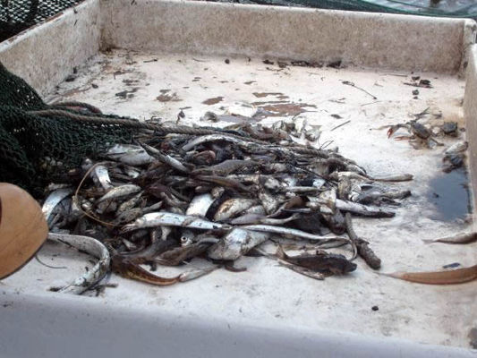 Lots more than shrimp in the net
We got shrimp, silver eels, crabs, and lots of other fish as well as a big log and pop can.
