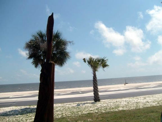Katrina tree scupture
Trees damaged by Hurricane Katrina in the medians and on the side of the road were given new life by a local artist who carved them into beautiful sculptures. This dolphin is in Biloxi.
