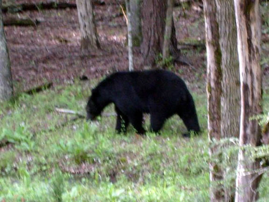 Lots of black bears in Cades Cove
Saw a mother and cubs too. 
