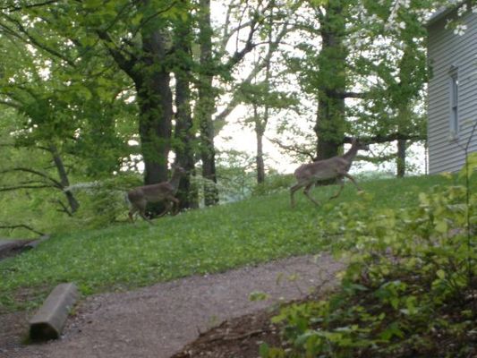 Deer by the church

