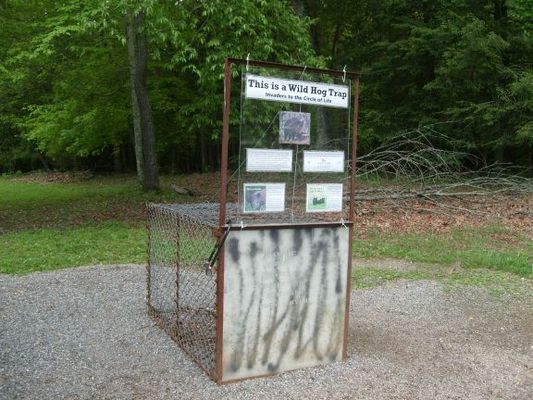 Wild hog trap
