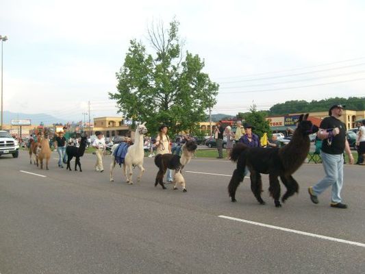 Llamas
