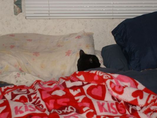 Dang Spoiled Cat
This is how she normally sleeps in the winter, sometimes with me in my arms and sometimes alone.
