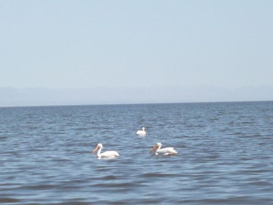 SaltonSea003.jpg