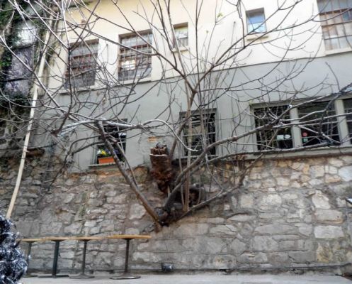 Odd tree
Don't bother going inside. The tree is growing in the wall.
