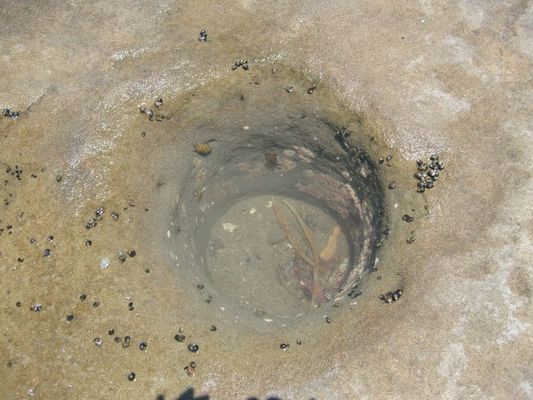 Crab homes in the rocks
