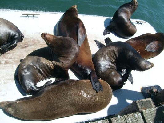 santacruz020.jpg