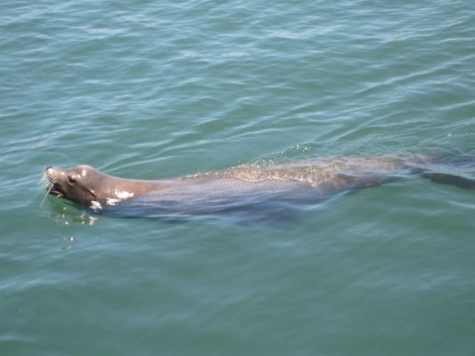 santacruz026.jpg
