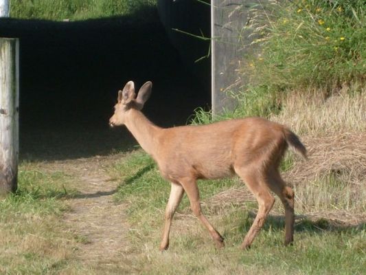 Deer at Fort Stevens
