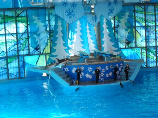 Dolphin show
