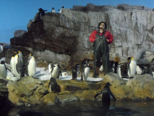 Penguin Encounter

