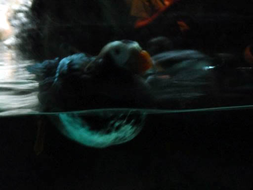Puffin
