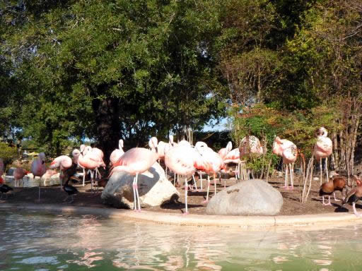 Flamingoes
