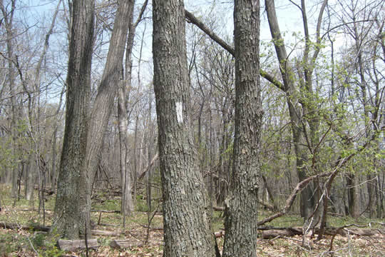 Trails are marked by 2x6 inch painted rectangles on trees or posts. 
Each trail has it's own color so you know which way to go at crossroads.
