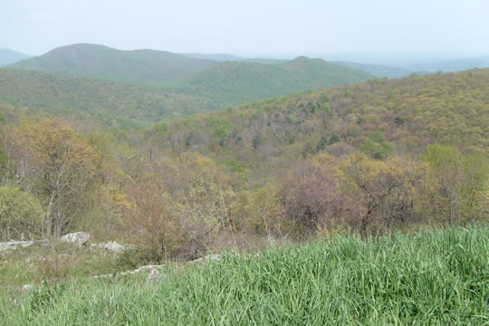 Shenandoah31.jpg