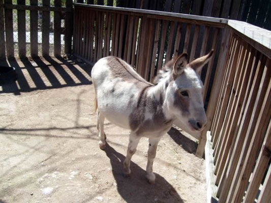Donkey
They also have miniature horses that were once used in mines.
