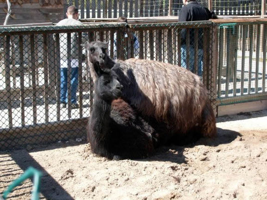 Friendly llamas
This poor fellow was actually working pretty hard and huffing and puffing while the lady was rather ho hum about his attentions. It was funny watching the clueless kids and their embarrassed though fascinated parents nearby.
