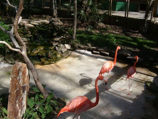 Florida flamingoes
