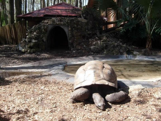 Tortoise and his house
