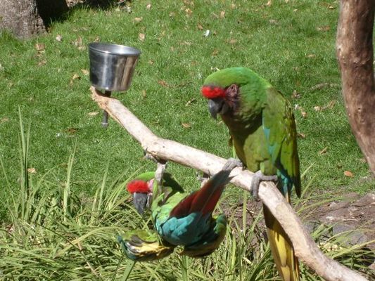 Birdy beggar
This bird has figured out how to catch seed being thrown by tourists. 
