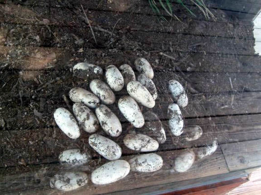 Alligator eggs
