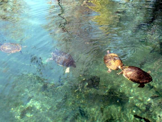 Turtle playground
The boats and tourists don't bother these guys at all.
