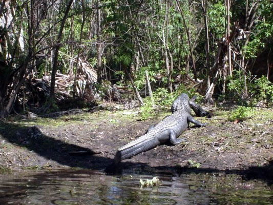 Alligator dining on fish
We got lucky and spotted this alligator working on swallowing a big black fish. Alligators don't eat all that often so this was a treat for us. 
