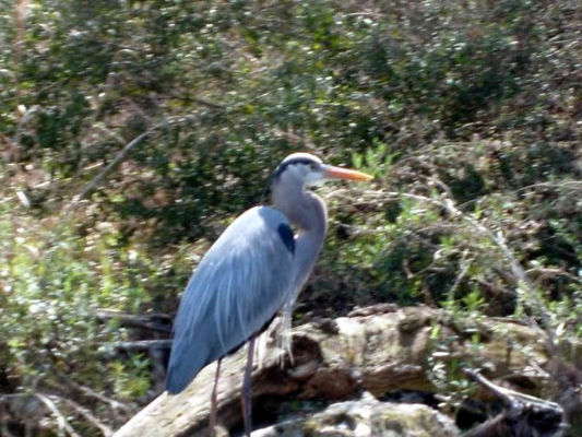 Blue heron
