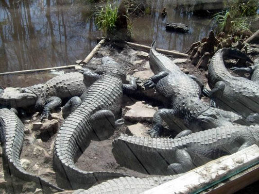 "Flip me over. This side is done."
