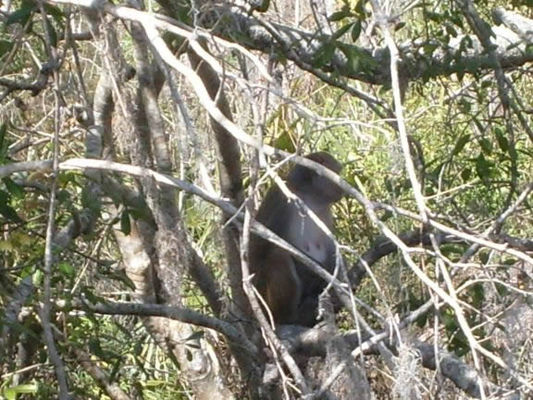 Monkey!
Look close. That is a rhesus monkey in the tree living in the Florida wilds. Originally brought into Florida as part of the attraction, they were put on an island. Little did they know, monkeys swim very well and escaped into the wilds. The theme park is on the edge of the Ocala National Forest.
