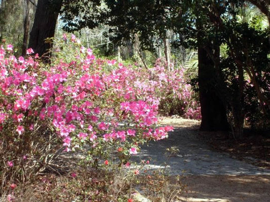 Rainbow Springs Gardens
Rainbow Springs State Park used to be a theme park that went out of business. It had a tiny zoo, gardens, waterfalls, gondola ride, glass bottom boats, and of course the swimming hole.
